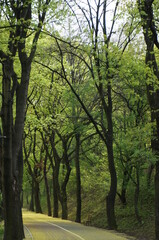 Fototapeta premium Promenada. Walkway and bike path. Green alley in May 2022. Myslowice, Poland.