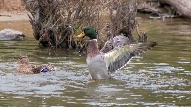 Mallard Duck With Green Head In Water Flapping It's Wings