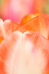 Abstract extreme closeup of orange tulip petals
