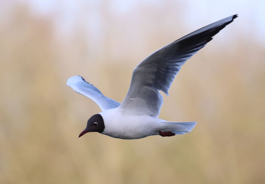 Closeup of the little gull, Hydrocoloeus minutus, or Larus minutus during flight. Shallow focus.