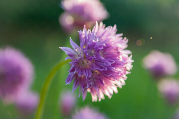 Chives onion have purple flowers and waxy green, tubular leaves that taste like onion. Flowers bloom in summer and are edible. Soft focus , artistic image , fairy flowers