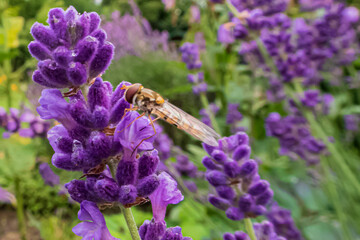 A hoverfly sits on a lavender blossom. Macro shot