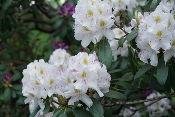 Blühender Rhododendron mit schön geöffneter Blüte und zarten Blütenblättern