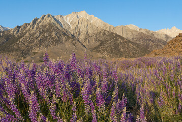 Fototapeta na wymiar Field of wild blue lupine flowers in front of the Sierra Nevada mountains