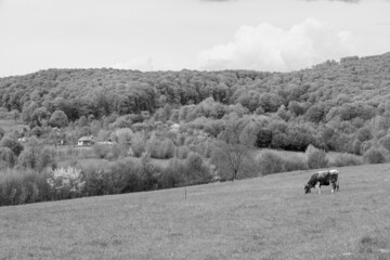 Grayscale shot of a cow grazing grass in a meadow