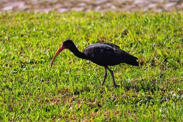 A Bare-faced ibis found on Atlântida Beach in Rio Grande do Sul, Brazil.