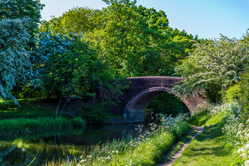 Fototapeta na wymiar A view along the Grand Union Canal at Wistow near to Market Harborough, UK in summertime