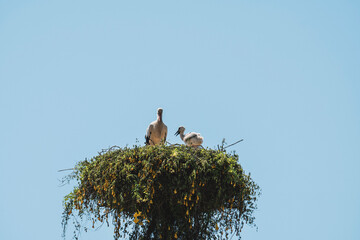 Beautiful white storks (Ciconia ciconia) in the nest against a clear blue sky