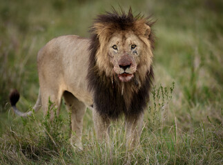 A lion in the Masai Mara, Africa 