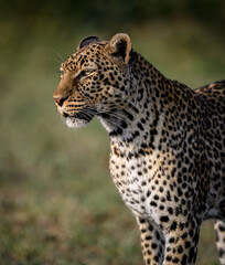 Fototapeta na wymiar A Leopard in the Masai Mara, Africa 