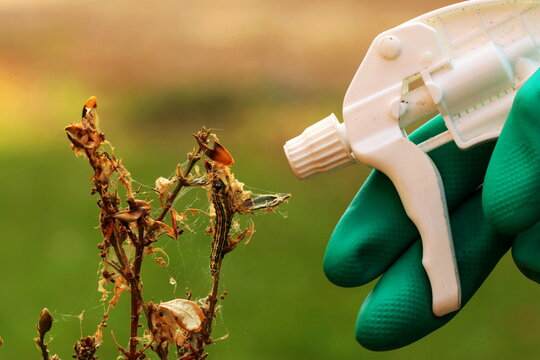 Spraying garden pests.