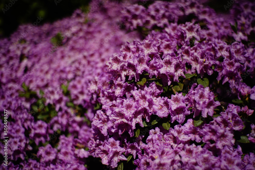 Wall mural Beautiful shot of pink and purple flowers