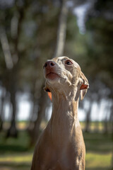 Italian Greyhound breed dog playing in the forest