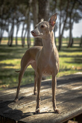 Italian Greyhound breed dog playing in the forest