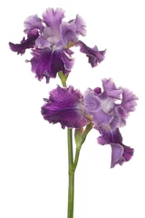 Fotobehang iris flower isolated © _Vilor