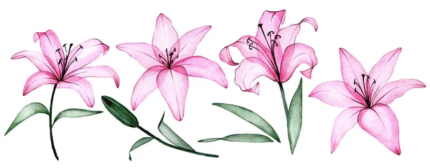 Foto op Canvas watercolor drawing. set of transparent lily flowers in pink color. x-ray, flowers and lily buds. © Татьяна Гончарук
