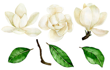 watercolor drawing. set of magnolia flowers and leaves. vintage delicate drawing white magnolia flowers - obrazy, fototapety, plakaty