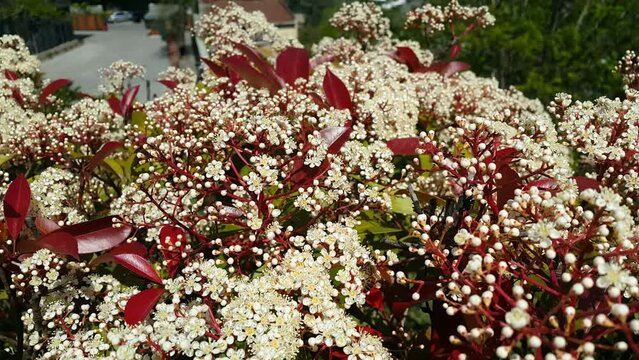 Flowers blooming in spring video image