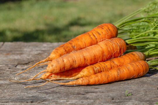 Image with a carrot.