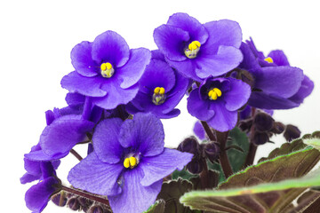 African violet or violet saintpaulias flowers close up. Blossoming violets on white background. Macro photo of homegrown violet flowers