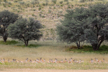 Obraz na płótnie Canvas Springbok resting in the grass in the Kgalagadi, South Africa