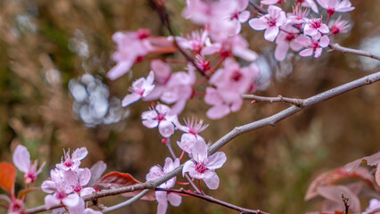 Close-up view of beautiful cherry blossoms blooming. Selective focus. Sakura garden. Gourgeous cherry trees in full blossom.