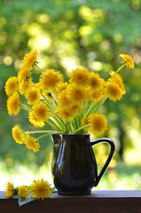 bouquet of  yellow dandelions  in a brown ceramic vase on a natural green and yellow bohen...