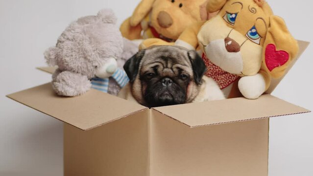 Cute pug in a cardboard box with stuffed toys. Dog and toys in a cardboard box on a white background. The concept of moving and delivery.