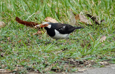 Closeup shot of an Indian pied myna in a forest during the day