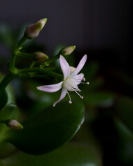 Jade Plant in Blossom with Unopened Buds in the Background