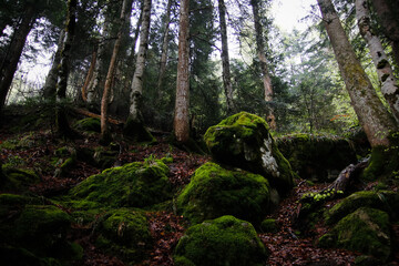 Piedras cubiertas de musgo en un bosque de los pirineos