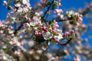 Wiosenne kwiaty jabłoni, Podlasie, Polska - 505512372