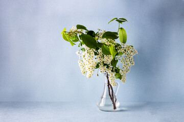branch of blossoming bird cherry in a decanter with water on a blue background, copy space