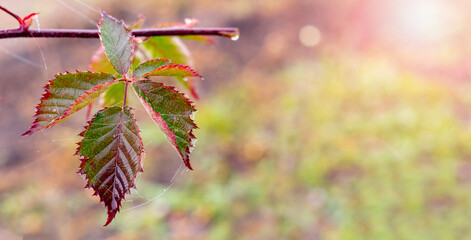 Autumn wet blackberry leaves on blurred background, copy space