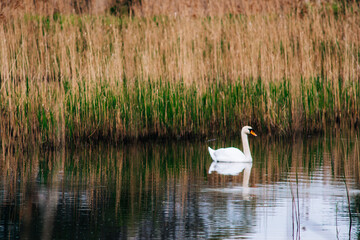 Closeup shot of a beautiful mute swan swimming on a pond