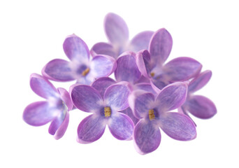 Lilac flowers isolated on white background. Clipping path. Syringa vulgaris flower.