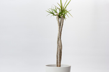 Twisted three trunks of Dracaena marginata in pot on white background