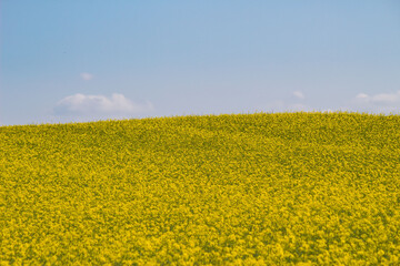 Beautiful view of a field with yellow flowers