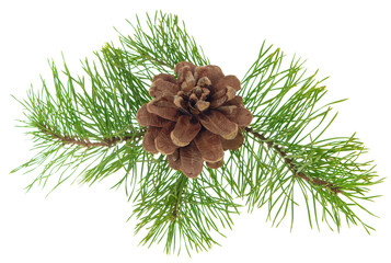 Pine branch with cones, isolated. Natural winter holiday decor. Christmas decoration. Used as a powerful healing.