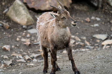 The Alpine ibex (Capra ibex), also known as the steinbock, bouquetin, or simply ibex