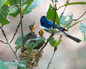 Closeup of a Blue whistling thrush feeding the babies in the nest in Wilpattu National Park