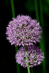 Allium Gladiator with dark background
