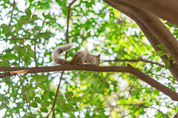 ardilla en un árbol