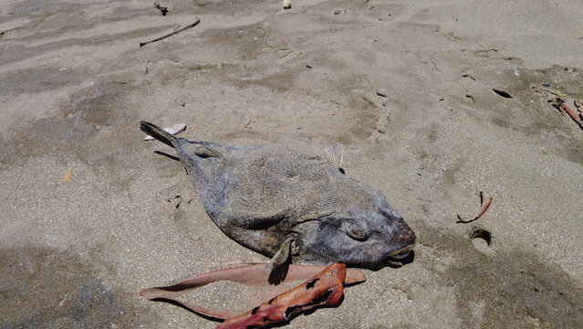 Dead fish in the middle of the Tambor Beach, Costa Rica