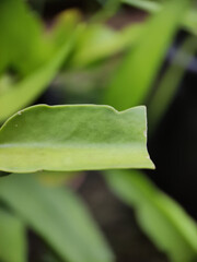 Vertical selective focus shot of a geranium plant leaf