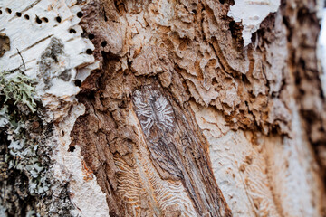 Birch affected by bark beetles, dry tree trunk, pests ate wood, bark beetle tracks under the tree.
