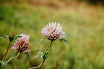 Pink clover on blurred green grass background. Flower in bloom. Summer background.