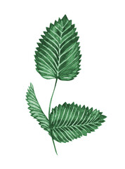 Raspberry leaf painted in watercolor. Element for tea packaging design. painted raspberry leaf