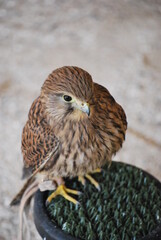 Happy Birds of Prey Falconry