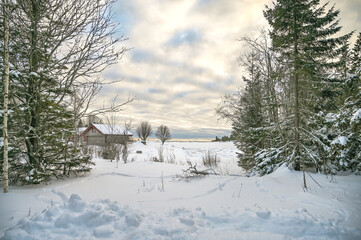 A calm tranquil view of the snow covered trees in the snowdrifts. Magical winter forest. Natural landscape with beautiful sky.